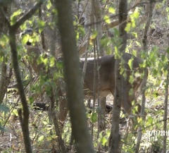 Odocoileus virginianus sinaloae
