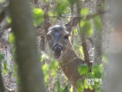 Odocoileus virginianus sinaloae