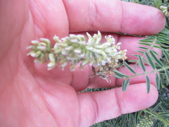 Astragalus micranthus