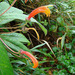 Centropogon ferrugineus - Photo (c) Dick Culbert, some rights reserved (CC BY)