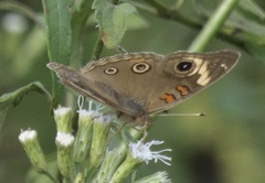 Junonia coenia