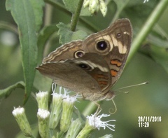 Junonia coenia