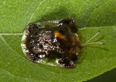 Helocassis testudinaria