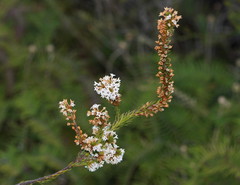 Epacris lanuginosa