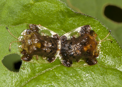 Helocassis testudinaria