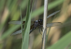 Libellula luctuosa