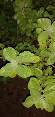 Coleus comosus
