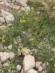 Sanvitalia procumbens