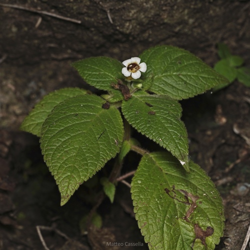 Achimenes warszewicziana (Achimenes warszewicziana)
