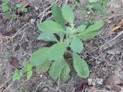 Pseudoconyza viscosa