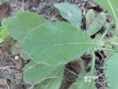 Pseudoconyza viscosa