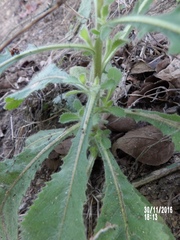 Pseudoconyza viscosa
