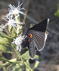 Melanis acroleuca acroleuca