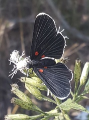 Melanis acroleuca acroleuca