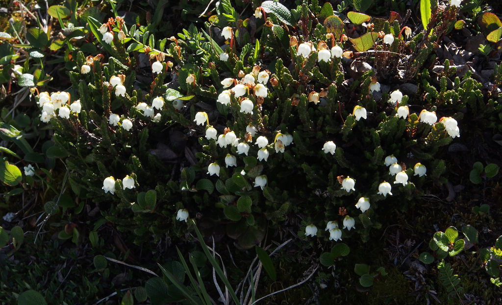 Arctic bell-heather from Kimmirut, NU X0A, Canada on July 22, 2015 at ...
