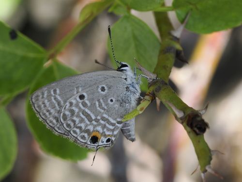 Plains Cupid