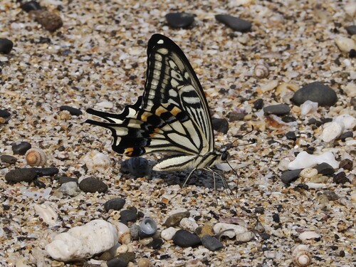Chinese Yellow Swallowtail