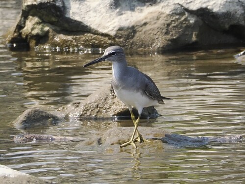 Grey-tailed Tattler