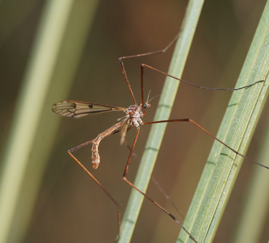 Gynoplistia flindersi