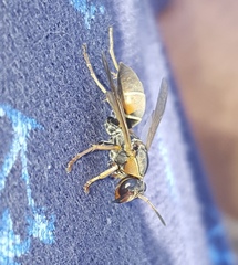 Polistes pacificus