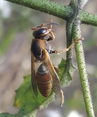 Polistes pacificus