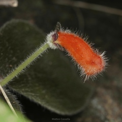 Kohleria rugata, photograph (c) Matteo Cassella, some rights reserved (CC BY-SA)