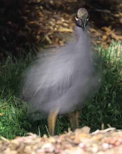 Yellow-crowned Night Heron photographed in Maryland