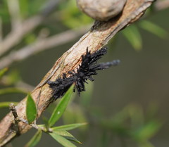 Septobasidium clelandii