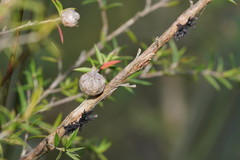 Septobasidium clelandii