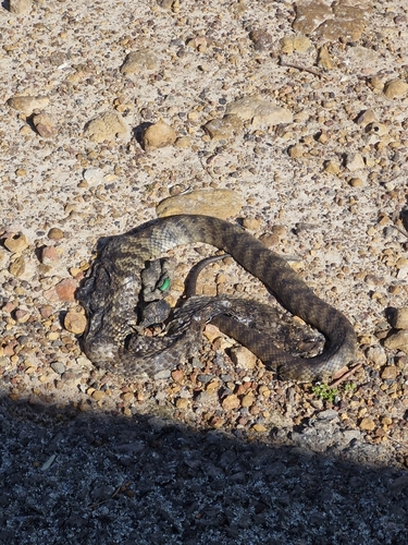 Tiger Snake sighting