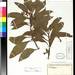 Centropogon uncialis - Photo (c) Smithsonian Institution, National Museum of Natural History, Department of Botany, algunos derechos reservados (CC BY-NC-SA)