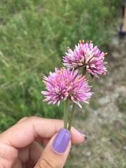 Gomphrena pulchella
