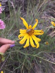 Chauliognathus scriptus