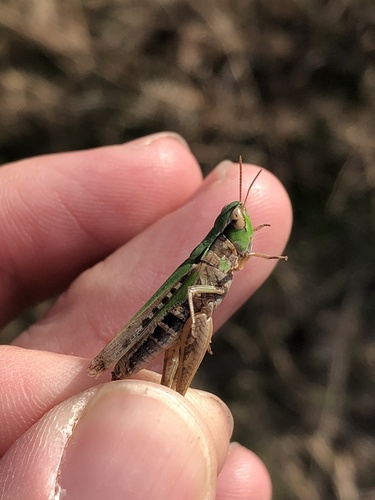 Pasture Locust photo 6