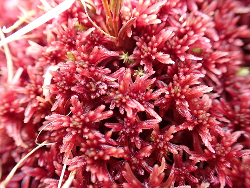 Fen Peatmoss (Sphagnum warnstorfii)