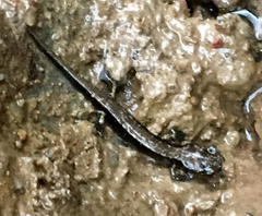 Plethodon dunni