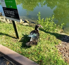 Cairina moschata domestica