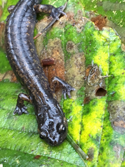 Plethodon dunni