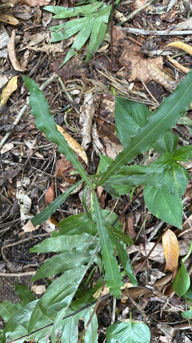 Macadamia tetraphylla observed 2025-09-20