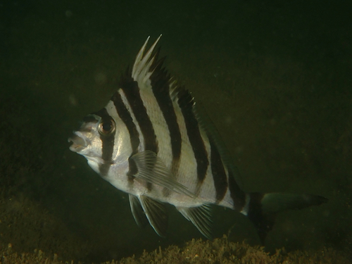 Fourhorn morwong (Cheilodactylus quadricornis) — Cheilodactylidae
