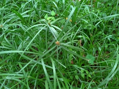 Cyperus aromaticus