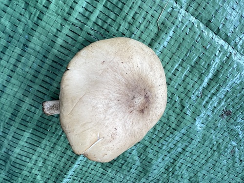 Cyclocybe cylindracea