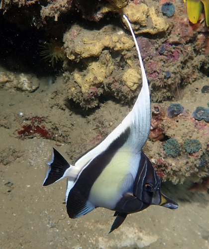 Moorish Idol