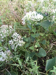 Mikania scandens image
