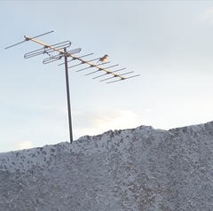 Pitangus sulphuratus