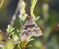 Dichromodes ainaria