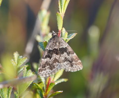 Dichromodes ainaria