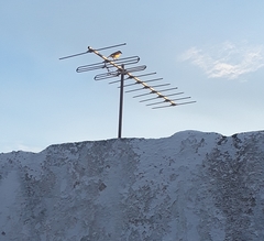 Pitangus sulphuratus