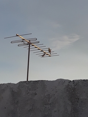 Pitangus sulphuratus