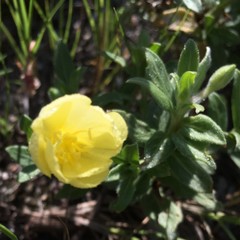 Oenothera humifusa